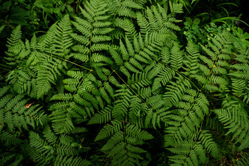 beautiful fern in siberian forest