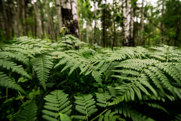 Fototapeta na wymiar beautiful fern in siberian forest