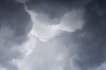 gaviotas en busca de la luz entre las nubes
