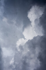 Fototapeta na wymiar gaviotas y nubes previo a la tormenta