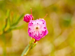 A Bog Lily grows outside of St. Petersburg, Alaska