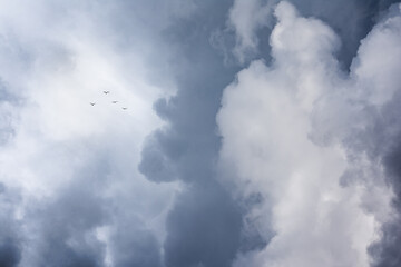 gaviotas entre luz y nubes del cielo 