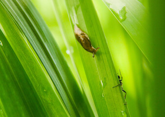A slug and a fly have a close encounter on an island of Alaska