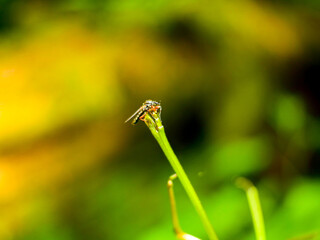 A dragonfly perches on a blade of grass