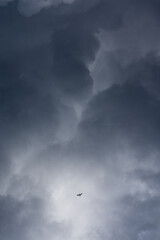 Fototapeta na wymiar gaviota solitaria entre nubes