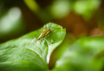 Three Mosquitoes Getting Intimate on a Leaf