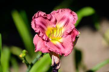 Vivid dark magenta Hemerocallis Peggy's Pink, know as daylily, Lilium or Lily plant in a British...