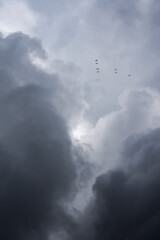 Naklejka na ściany i meble gaviotas en el cielo nuboso antes de la tempestad