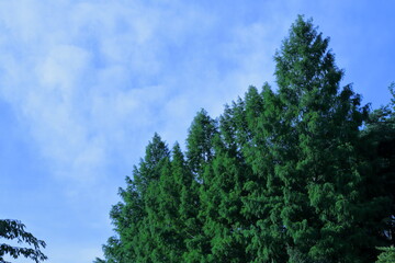 Obraz premium 樹木-9