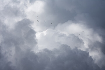 gaviotas en bandada en el cielo antes de la tormenta