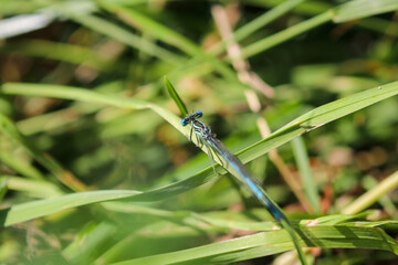 Blue featherleg dragonfly on a green blade of grass