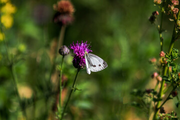Cabbage white butterfly sitting on thistle blossom