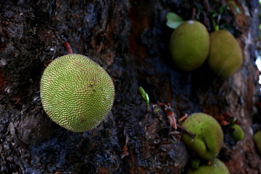 ジャックフルーツ Images Browse 42 Stock Photos Vectors And Video Adobe Stock