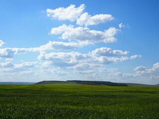 Fototapeta premium Wheat green field and beautiful countryside scener