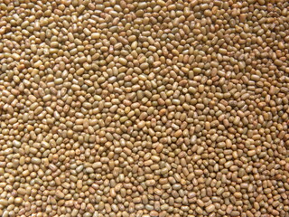 Brown color raw whole moth beans or Vigna aconitifolia