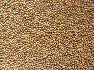 Brown color raw whole moth beans or Vigna aconitifolia