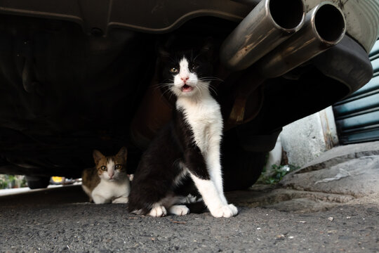 cat hide under a car - Powered by Adobe