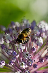 Closeup on a flower with bee flying over