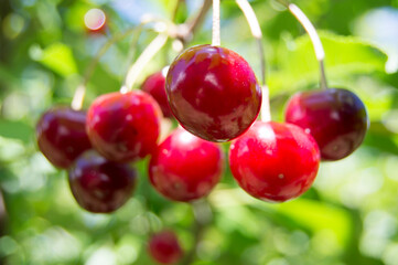 bright cherries