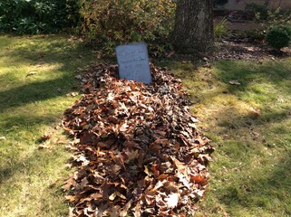 stack of firewood