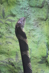 Fototapeta premium Forest cobra widely found in india