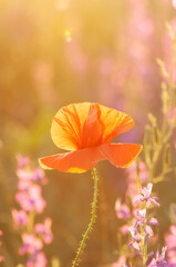 Lonely poppy flower in a delphinium field in the rays of the setting sun. Backlight, sunset on a flower field, soft light, sunshine. Copy space on a beautiful colorful blurred background.