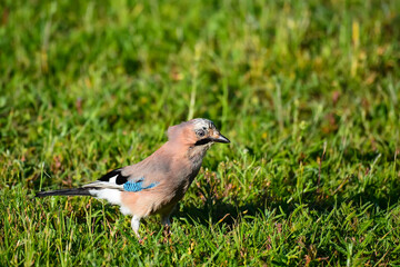 Fototapeta premium Geai juvénile