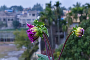 flower of a cactus