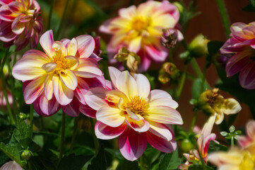 Pink and Yellow Dahlias