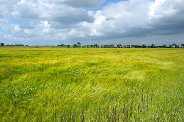 Obraz premium Landschaft mit Getreidefeld bei stürmischem Wetter und Windräder und starke Bewölkung im Hintergrund - Stockfoto