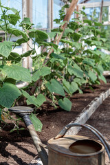 The old watering can is prepared for watering the crop. Country atmosphere.