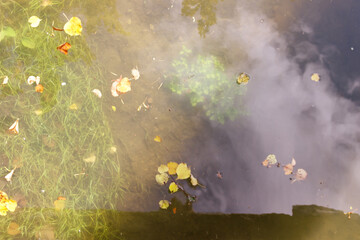 Fototapeta na wymiar Autumn leaves in puddle water. Image with selective focus.