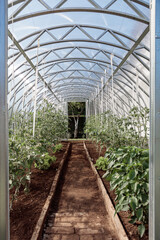 Greenhouse for tomatoes. Household concept