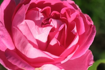 Rosebud close-up. Macro photography