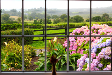 View at the wet morning garden from inside through the large window. Further flowered garden there is a green Irish countryside. 