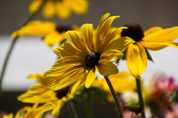 Black-Eyed Susan