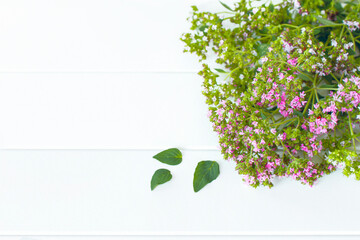 a bunch of fresh oregano on a white background close-up. fresh sprigs of oregano on the table and a copy of the space.