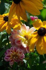 Pink and Yellow Dahlias and Black-Eyed Susans