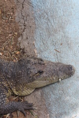 Crocodiles have powerful jaws with many conical teeth and short legs with clawed webbed toes. They share a unique body form that allows the eyes, ears, and nostrils to be above the water surface.
