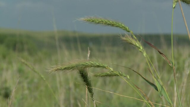 prairie grass in the wind