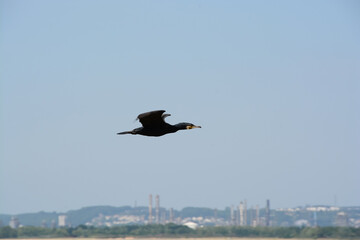 Cormoran en vol