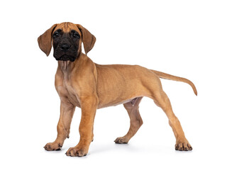 Handsome fawn / blond Great Dane puppy, standing side ways. Looking straight at lens with dark shiny eyes. Isolated on white background.