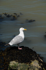 Mouette rieuse