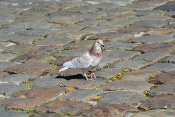 Pigeon