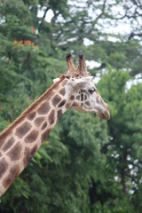 Giraffes are the world's tallest mammals, thanks to their towering legs and long necks.