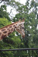 Giraffes are the world's tallest mammals, thanks to their towering legs and long necks.