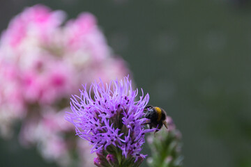 a bumblebee on a purple colored flower