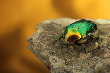 beetle on bark