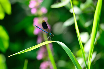 Agrions, libellules et demoiselles