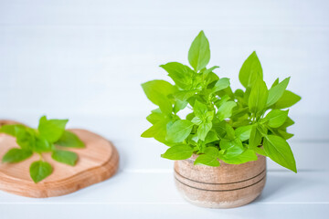 a bunch of fresh basil in a wooden mortar and on a chopping board close-up. a bunch of fresh basil and sprigs of basil on the table.